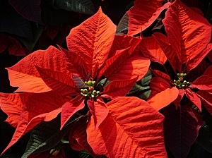 A Poinsettia flower